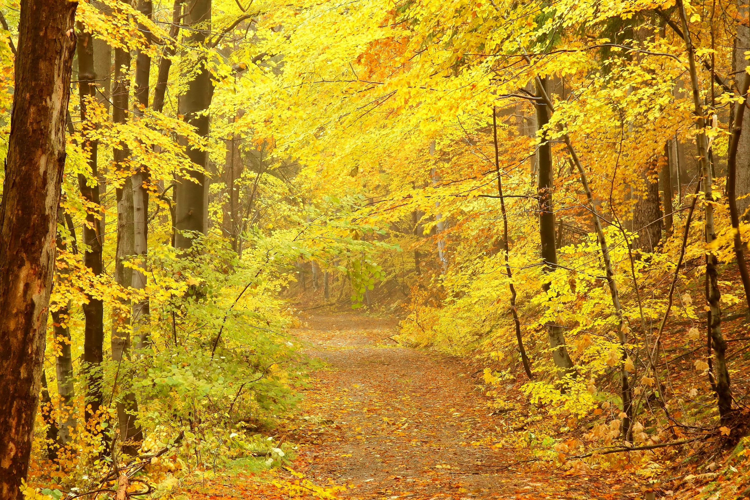 Осень желтый лес